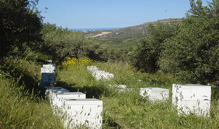 Bienenzucht